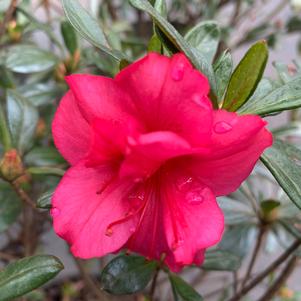 Azalea-Rhododendron Girard hybrid Girards Rose
