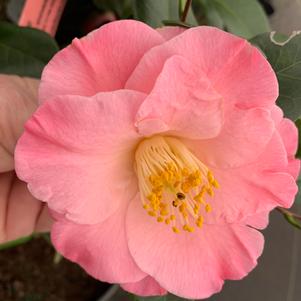 Camellia japonica Cold Hardy April Remembered