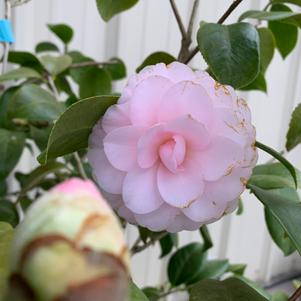 Camellia japonica Goggy