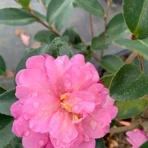 Camellia sasanqua Pink Snow