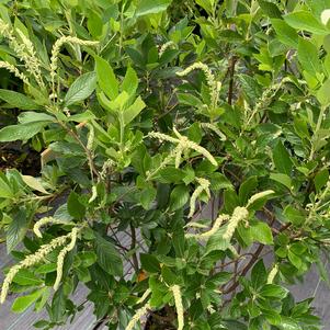 Clethra alnifolia Einstein®(PP27950) 