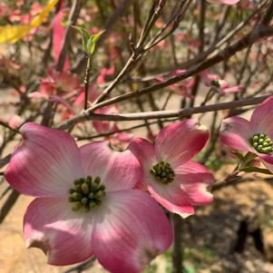 Cornus florida Rubra Pink