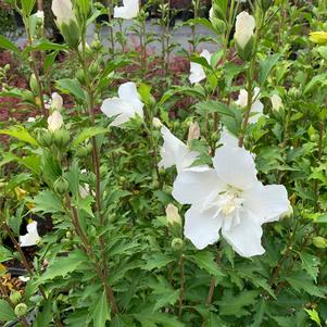 Hibiscus syriacus White Pillar® (PP28892) 