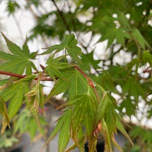 Acer palmatum Oridono Nishiki