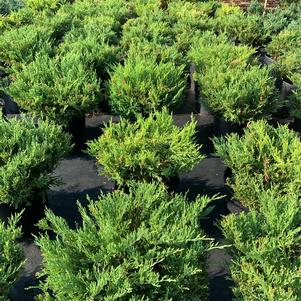 Juniperus horizontalis Youngstown