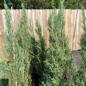 Juniperus scopulorium Skyrocket