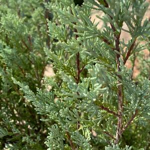 Juniperus scopulorum Wichita Blue