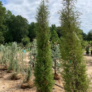 Juniperus virginiana Taylor
