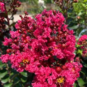 Lagerstroemia indica Pink Velour
