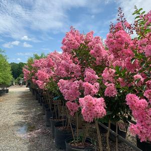 Lagerstroemia indica Sioux