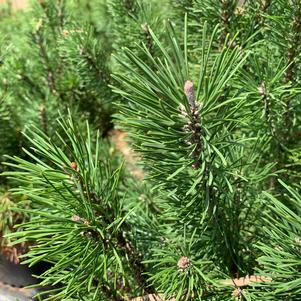 Pinus mugo Pumilo