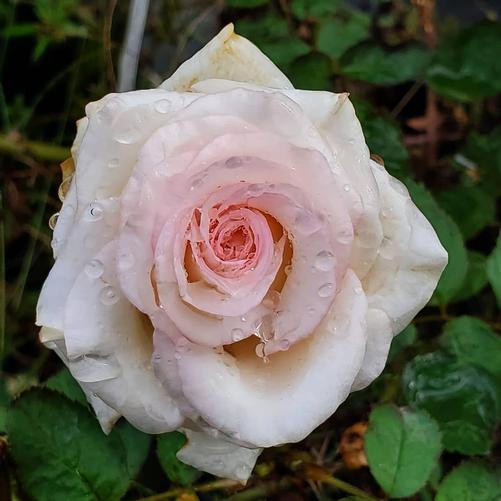 Rosa Mother of Pearl®(PP18707) 