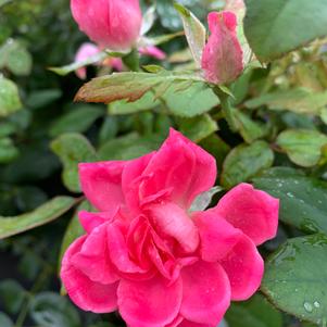 Rosa Knockout® Double Pink (PP18507) 