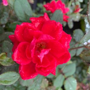 Rosa Knockout® Double Red(PP18507) 