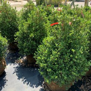 Buxus microphylla Green Beauty