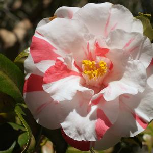 Camellia japonica Lady Vansittart