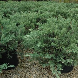 Juniperus davurica Expansa ('Parsonii')