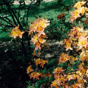Azalea-Rhododendron calendulaceum Deciduous Native 