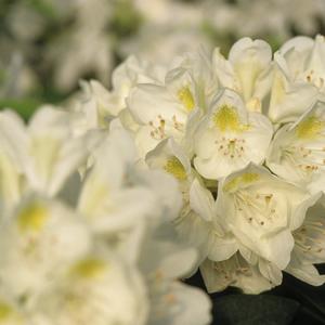 Rhododendron Chionoides