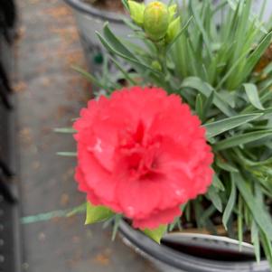 Dianthus Pinks Classic Coral