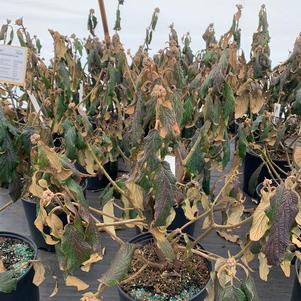 Viburnum rhytidophyllum Cree