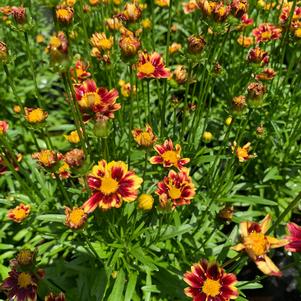 Coreopsis Red Elf