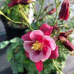 Aquilegia vulgaris Winky Rose