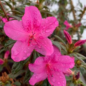 Azalea-Rhododendron Encore®Autumn Amethyst®PP10567 