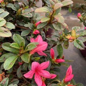 Azalea-Rhododendron Encore®Autumn Cheer®PP10579 