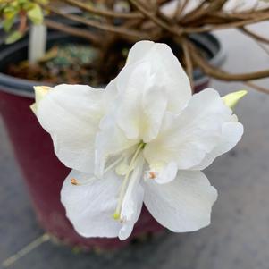 Azalea-Rhododendron Encore® Autumn Moonlight®PP18416 Encore 