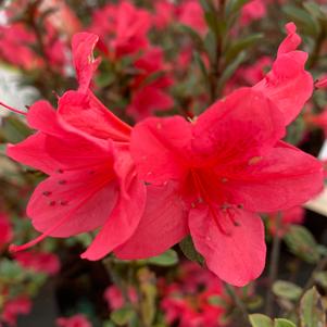 Azalea-Rhododendron Encore®Autumn Ruby®PP12110 