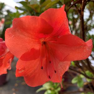 Azalea-Rhododendron Encore®Autumn Sunset™PP16248 