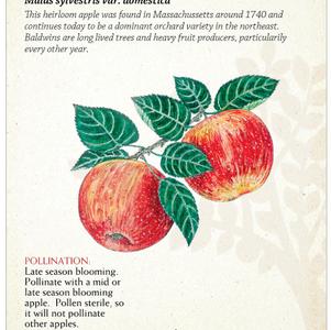 Fruit - Apple Baldwin