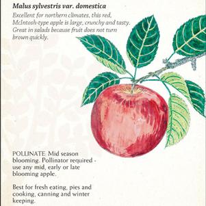 Fruit - Apple Cortland