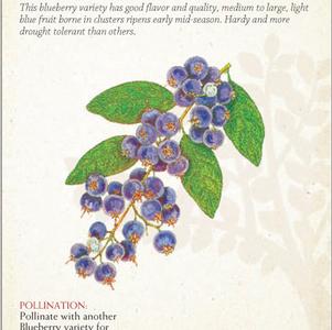 Fruit - Blueberry Fruit - Blueberry Bluecrop (N. Highbush) 