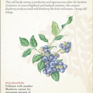 Fruit-Blueberry Fruit-Blueberry Northland (Half-High)