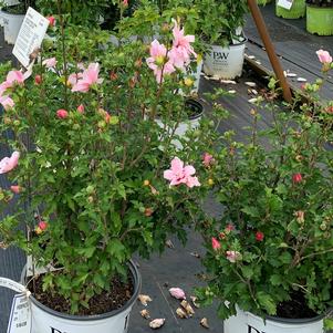 Hibiscus syriacus Pink Chiffon® (pp24336) 