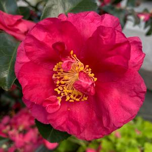 Camellia sasanqua Alabama Beauty