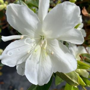 Azalea-Rhododendron Mucronatum Delaware Valley White