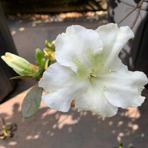 Azalea-Rhododendron Robin Hill hybrid Dorothy Hayden
