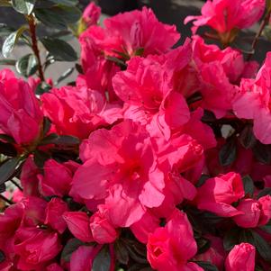 Azalea-Rhododendron Hybrid Gee Gee
