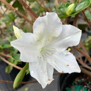 Azalea-Rhododendron Glen Dale hybrid Glacier