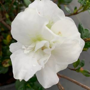 Azalea-Rhododendron Linwood hybrid Hardy Gardenia