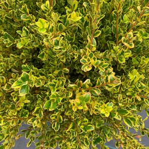 Buxus microphylla Golden Dream (PP16052)