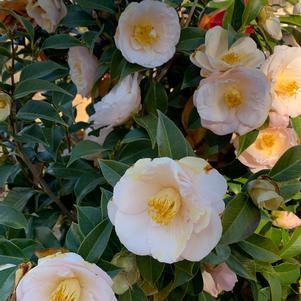 Camellia japonica Cold Hardy April Blush