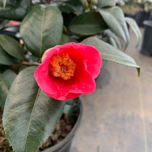 Camellia japonica Cold Hardy Spring's Promise