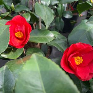 Camellia japonica Greensboro Red
