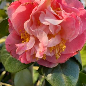 Camellia japonica Mrs Lyman Clarke