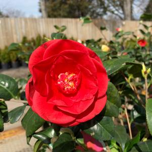 Camellia japonica Rosehill Red