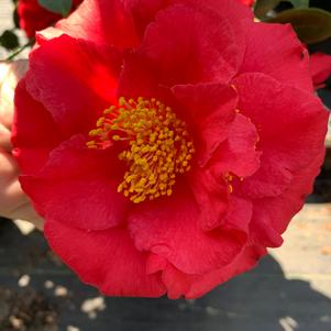 Camellia japonica Turandot